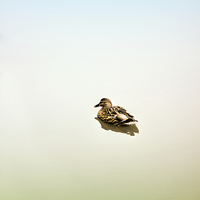 Buy canvas prints of  Fine art duck by Thanet Photos