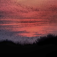 Buy canvas prints of  murmuration by Thanet Photos