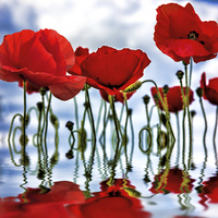 Buy canvas prints of  Poppy reflection by Thanet Photos