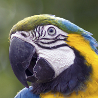 Buy canvas prints of  blue-and-gold macaw by Thanet Photos