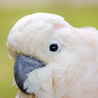 Buy canvas prints of  Moluccan Cockatoo by Thanet Photos