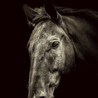 Buy canvas prints of  The Horse by Thanet Photos