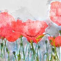 Buy canvas prints of Poppy's in water colour by Thanet Photos