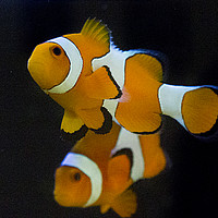 Buy canvas prints of Clown fish by Thanet Photos