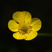 Buy canvas prints of Buttercup by Gordon Bishop