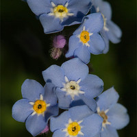 Buy canvas prints of Forget-me-not by Gordon Bishop
