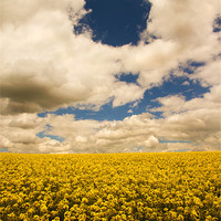 Buy canvas prints of Fields of gold 2 by Gordon Bishop