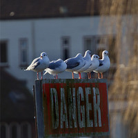 Buy canvas prints of Danger Seagulls by Gordon Bishop