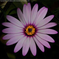 Buy canvas prints of Daisy flower by Gordon Bishop