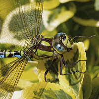 Buy canvas prints of Dragonfly by Gordon Bishop