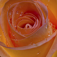 Buy canvas prints of Orange Rose by Gordon Bishop