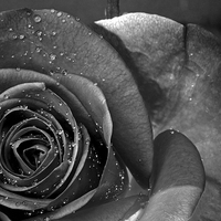 Buy canvas prints of Black & white Rose by Gordon Bishop