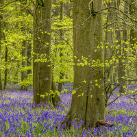 Buy canvas prints of  Bluebell by Gordon Bishop