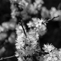 Buy canvas prints of Black and White blossom by Gordon Bishop
