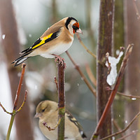Buy canvas prints of Goldfinch Christmas by Gordon Bishop