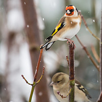 Buy canvas prints of Goldfinch on a snow day by Gordon Bishop