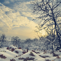 Buy canvas prints of Winter Landscape by Jelena Jovanovic