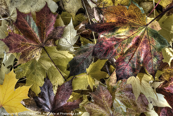 Autumn Colours Picture Board by Steve H Clark
