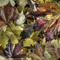Buy canvas prints of Autumn Colours by Steve H Clark