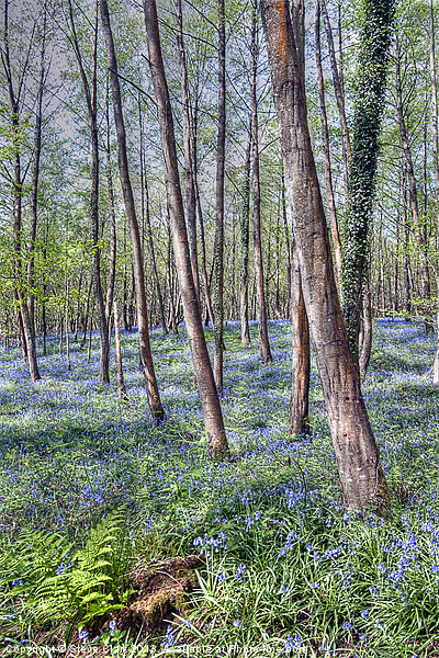 Forest of Dean Bluebells Picture Board by Steve H Clark