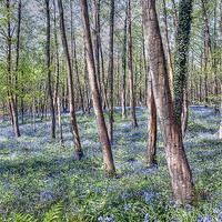 Buy canvas prints of Forest of Dean Bluebells by Steve H Clark