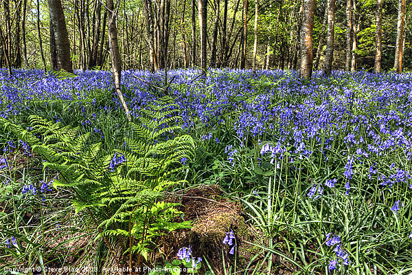 Bluebells and Ferns Picture Board by Steve H Clark