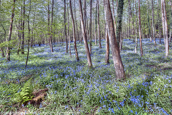 Bluebells Picture Board by Steve H Clark