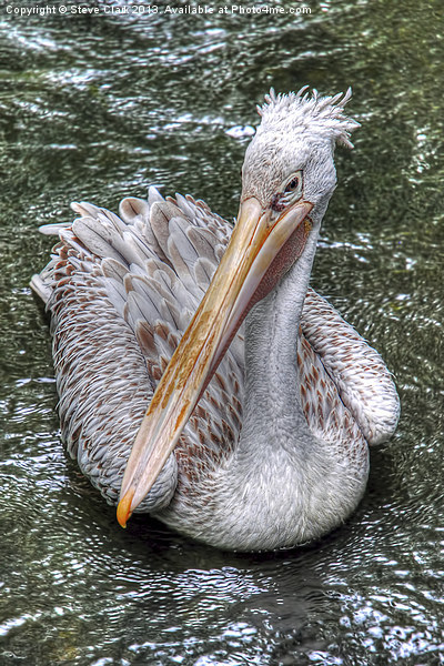 Spot Billed Pelican Picture Board by Steve H Clark
