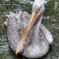 Buy canvas prints of Spot Billed Pelican by Steve H Clark