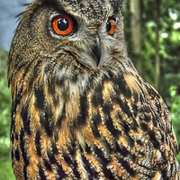 Buy canvas prints of Long Eared Owl by Steve H Clark