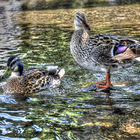 Buy canvas prints of Two Little Ducks by Steve H Clark