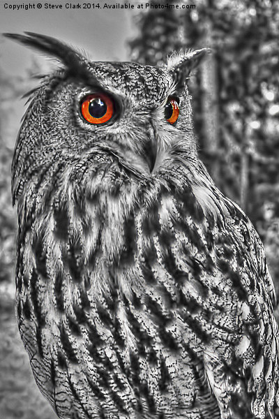 Long Eared Owl (Black and White) Picture Board by Steve H Clark