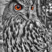 Buy canvas prints of Long Eared Owl (Black and White) by Steve H Clark