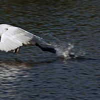 Buy canvas prints of Swan becoming airborne by Steve H Clark