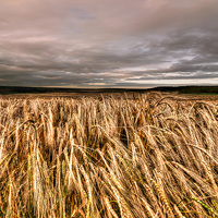 Buy canvas prints of  Fields Of Gold by Steve H Clark