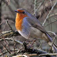Buy canvas prints of Robin - Britain's Favourite Bird! by Steve H Clark