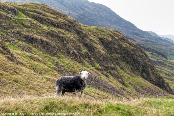 The Herdwick Sheep - Lake District Picture Board by Steve H Clark