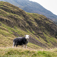 Buy canvas prints of The Herdwick Sheep - Lake District by Steve H Clark