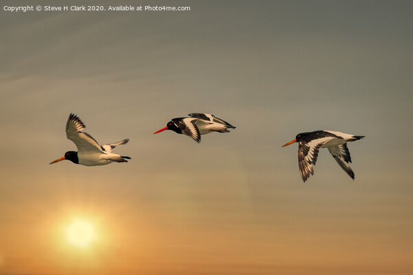 Oystercatchers at Sunset Picture Board by Steve H Clark