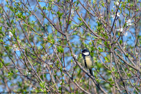 Great Tit - Springtime Picture Board by Steve H Clark