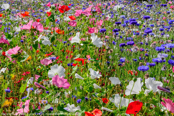 Colourful Wildflower Meadow Picture Board by Steve H Clark