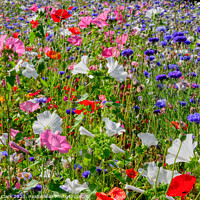 Buy canvas prints of Colourful Wildflower Meadow by Steve H Clark