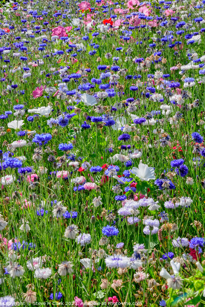 Wildflower Meadow Picture Board by Steve H Clark