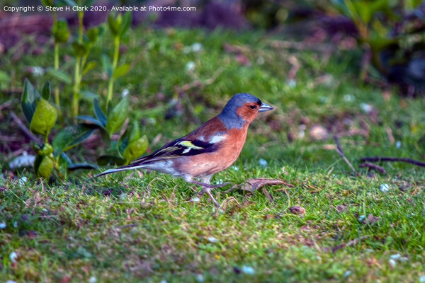 Chaffinch Picture Board by Steve H Clark