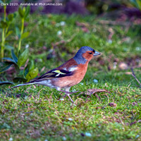 Buy canvas prints of Chaffinch by Steve H Clark