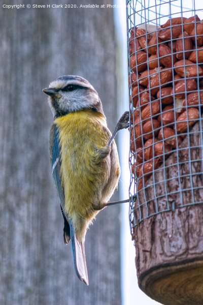 Blue Tit on a Peanut Feeder Picture Board by Steve H Clark
