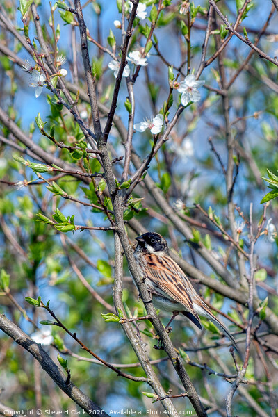 Reed Bunting - Springtime Picture Board by Steve H Clark