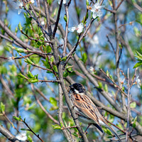 Buy canvas prints of Reed Bunting - Springtime by Steve H Clark