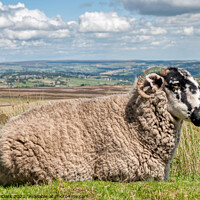 Buy canvas prints of Sheep on the Moor by Steve H Clark