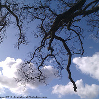 Buy canvas prints of Tree branches sky. by David Basset
